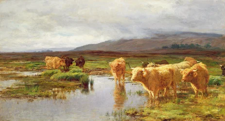 Moorlandschaften und Nebel